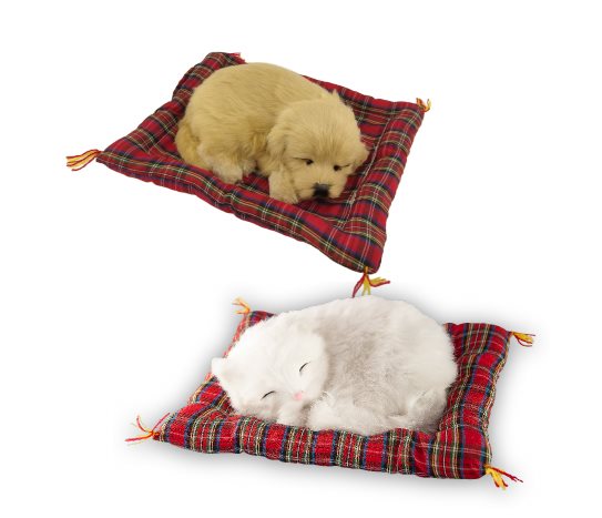 Pelüş Minderde Uyuyan Hayvanlar