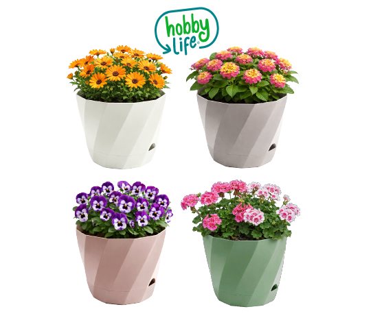 Sakura Saksı ~2,4 L