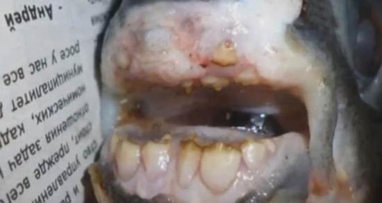 Bu balık görenleri hayrete düşürüyor!