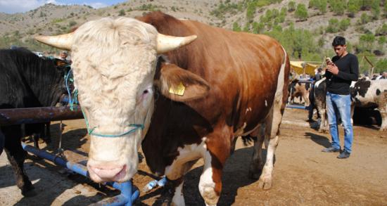 1 tonluk kurbanlık 'domates'!