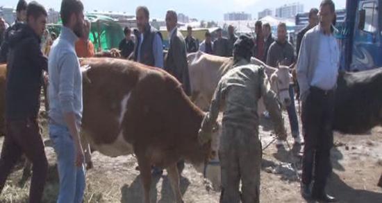 Kaçan kurbanlıklar sahiplerine zor anlar yaşattı!