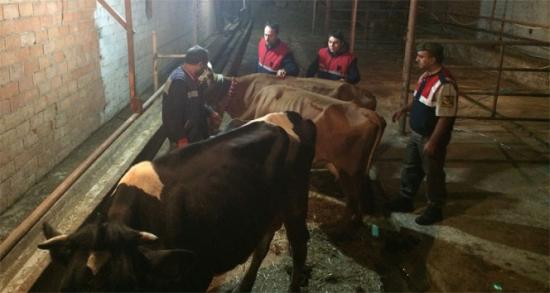 İnternetten inek satmaya kalkınca dolandırıldı!