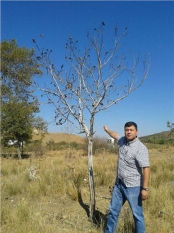 (özel Haber) - Tire'de 200 Ceviz Ağacı Susuzluktan Telef Oldu