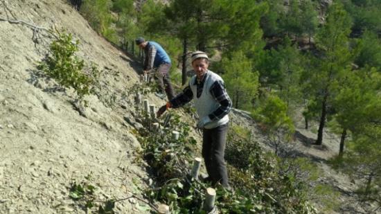 Osmancık'ta Ağaçlandırma Çalışmaları