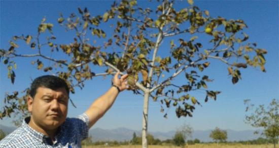 Tire'de 200 ceviz ağacı susuzluktan telef oldu!