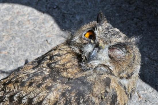 Gümüşhane'de Trafik Polisleri Yaralı Halde Puhu Cinsi Baykuş Buldu