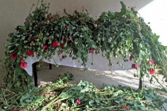 Gümüşhane'de 107 Kök Haşhaş Yakalandı