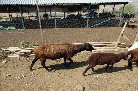 Tunceli'de Koyun Yetiştiriciliğinde Bir İlk
