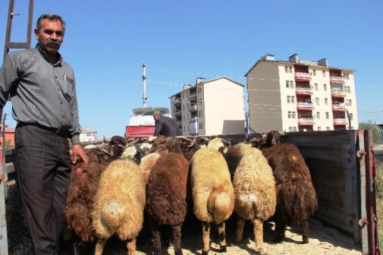 Batı İllerine Kurban Sevkiyatları Başladı