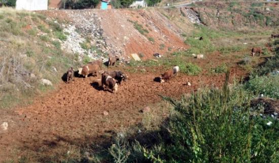 Tır Devrildi Büyükbaş Hayvanlar Yola Saçıldı