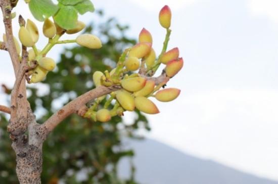 Hizan'da Yetişen Fıstık Bölgenin Kaderini Değiştirecek