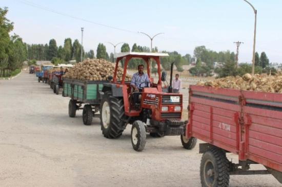 Şeker Pancarı Alımı Başladı