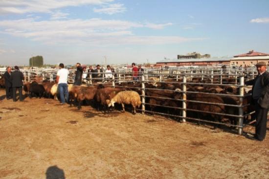 Iğdır Canlı Hayvan Pazarı'nda Kurban Hareketliliği