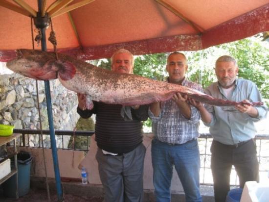 Dev Yayın Balığı Büyük İlgi Çekti