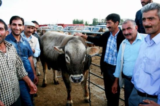 Iğdır Hayvan Pazarı'nın Şampiyonu 'gezer' Boğa