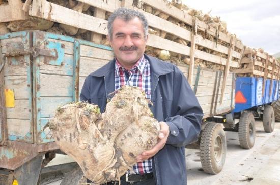 25 Kiloluk 3 Yapışık Pancar