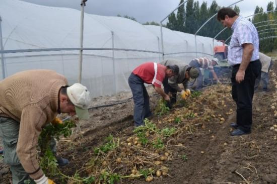 İlk Milli Patates Tohumunun Hasadı Yapıldı