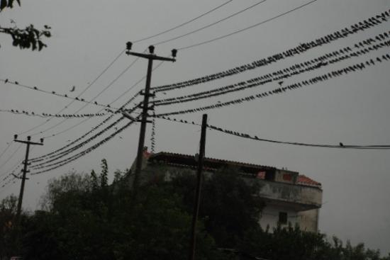 Kırlangıç Göçüne Yağmur Engeli