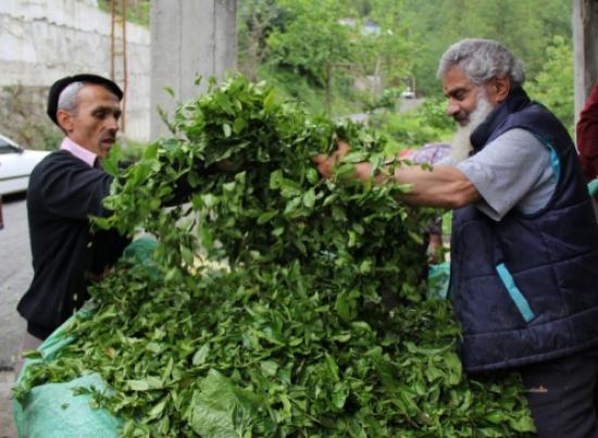 Çaykur Yaş Çay Alımlarını Kurban Bayramı'na Kadar Sürdürecek