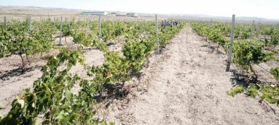 Yozgat'ta Bağcılık Gelişiyor