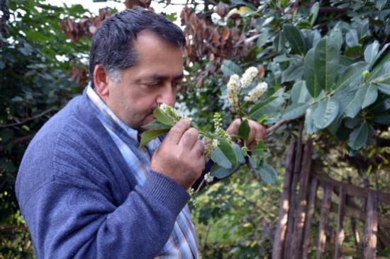 Sonbaharda Taflan Ağacı Çiçek Açtı