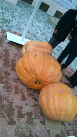 Bilecik'te ''kestane Kabağı Festivali'' Yapıldı