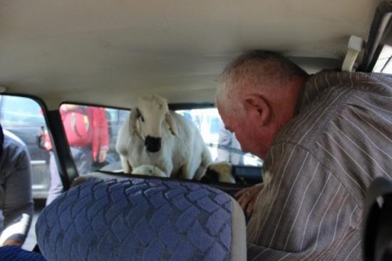Memleketten Kurbanlık Manzaraları