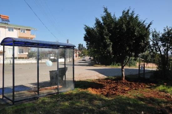 Akçakoca'da Sökülen Ağaç Başka Alana Dikildi