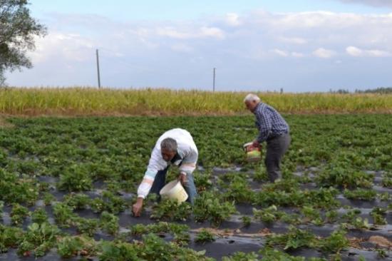Niğdeli Çilek Üreticileri Memnun