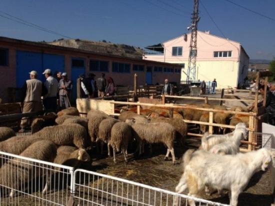 Bozüyük Hayvan Pazarında Hareketlilik Başladı