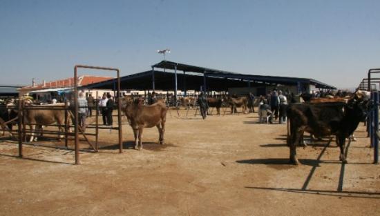 Afyonkarahisar'da Kurban Bayramı'na Doğru