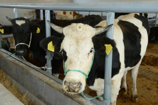 Konya Büyükşehir Belediyesi Kurban Bayramı'na Hazır