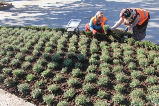 Bayram Öncesi 7 Bin Kasımpatı Dikiliyor