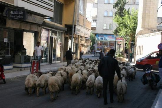 Kilis'te Kurbanlıklar Piyasada