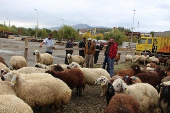 Kurbanlıklar Bakmalık !