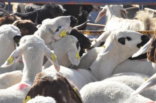 Kurban Atıklarına Dikkat