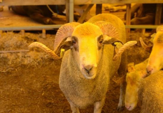 Beylikdüzü Kurban Bayramı'na Hazır