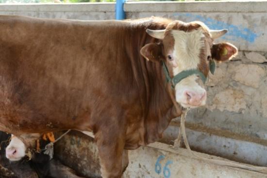 Nilüfer Kurban Bayramına Hazır