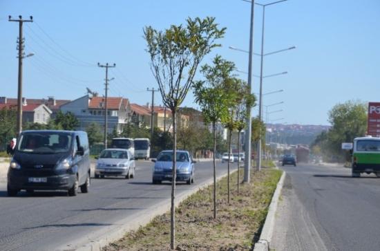 Ergene Belediyesi Ağaçlandırma Çalışmalarına Önem Veriyor