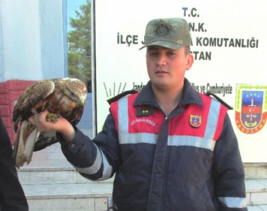 Yaralı Kızıl Şahine Jandarma Sahip Çıktı