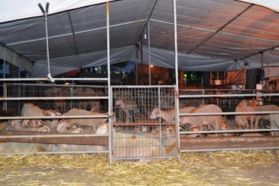 Ayvalık'ta Modern Kurban Pazarı Açıldı