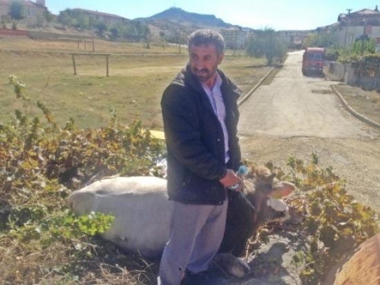 Kaçan Boğa Ortalığı Birbirine Kattı