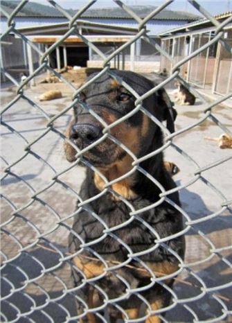 Hayvanları Öldürmek Hala ''kabahat''