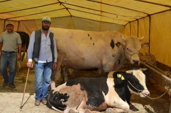 Çerkezköy Kurban Pazarının En Büyük Kurbanlığı 13 Bin Tl'ye Satılıyor