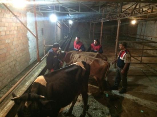 İnternetten İnek Satmaya Kalkınca Dolandırıldı