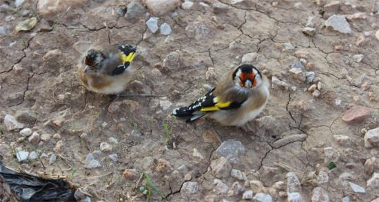 Suriye'ye götürülürken yakalanan saka kuşları doğaya bırakıldı!