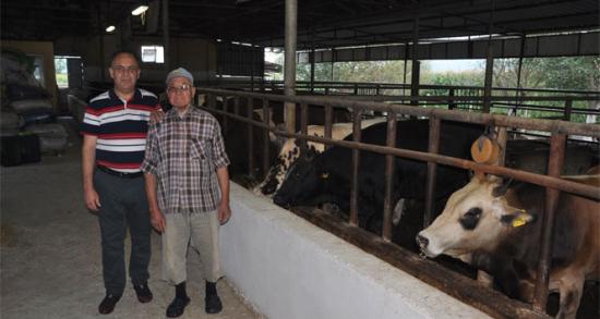 Kurbanlık danalara büyük ilgi!