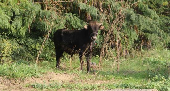İpini koparan danayı yakalama operasyonu!