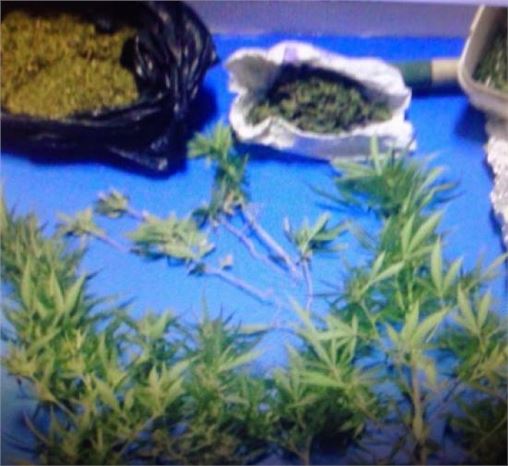 Oturduğu Apartmanda Hint Keneviri Yetiştirdi