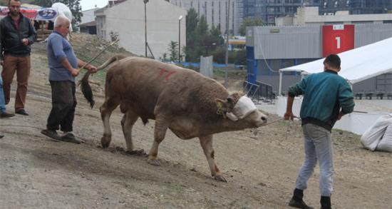 Kurban pazarında büyükbaş hayvanlar tükendi!